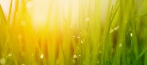 Eco Carpet Cleaning by Five Step Carpet Care