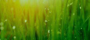 Green Cleaning | 5 Step Carpet Care