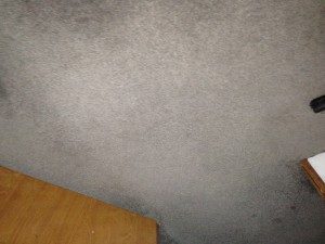 carpet cleaning asheville, before and after