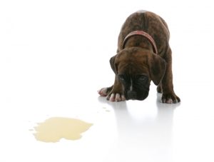 Natural-Dog-Stain-Removal