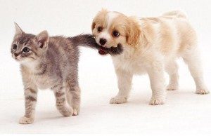 asheville pet stain removal, carpet cleaning, five step carpet care