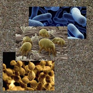 Carpet bacteria mold mites