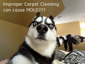 DIY Carpet Cleaning