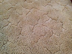 wnc carpet cleaning, asheville, carpet cleaning
