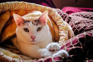 get pet urine out of your carpet