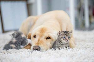 carpet-cleaning