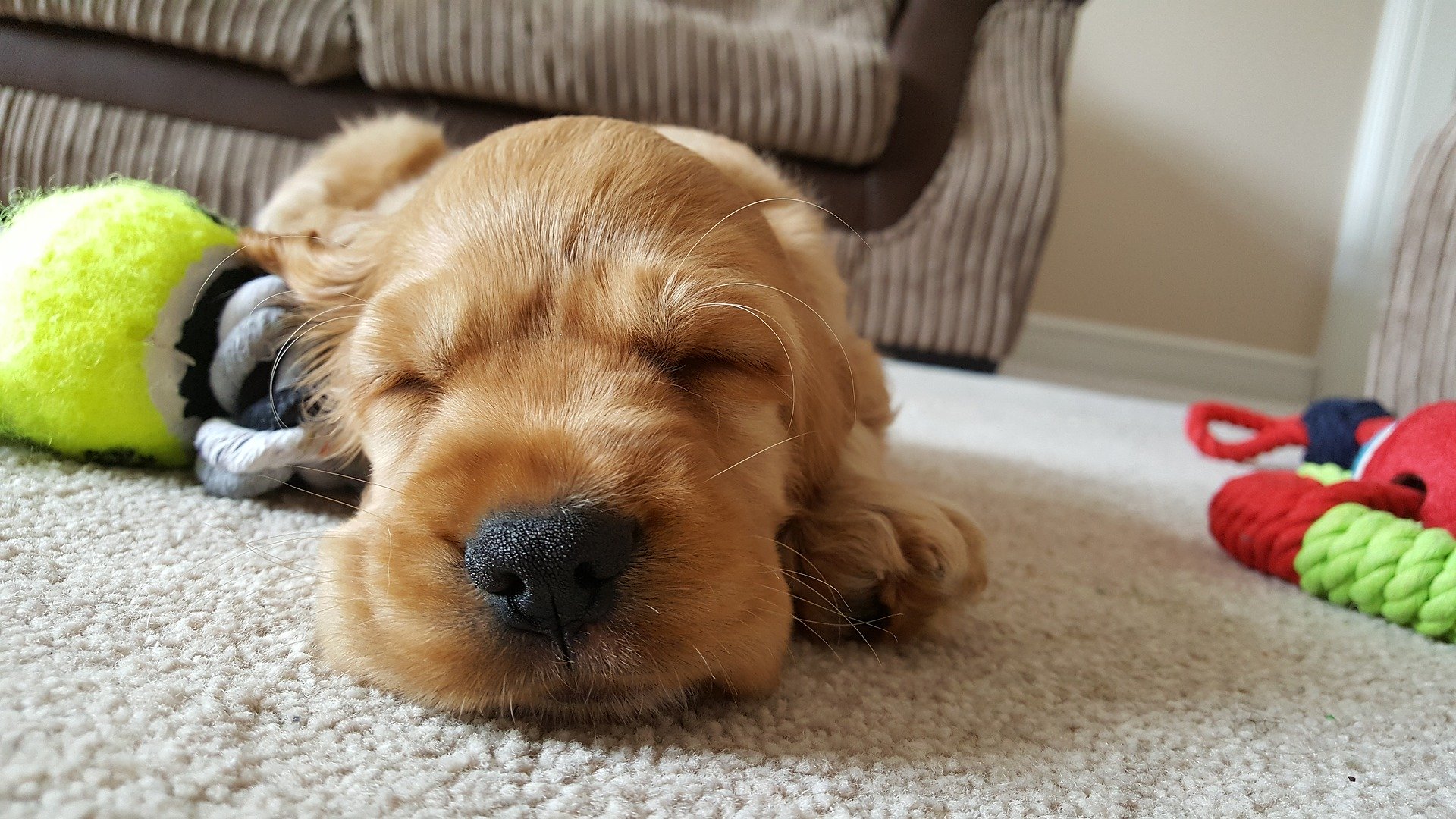 How to Clean Up Poop Off Carpet  Five Step Carpet Care